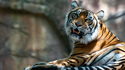 Wall Mural - Sumatran tiger laying down looking over shoulder directly at the camera