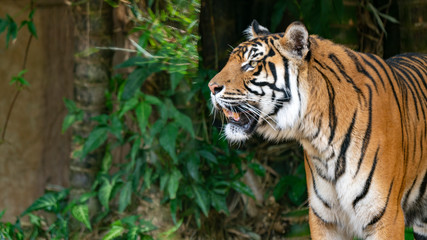 Wall Mural - Sumatran tiger profile