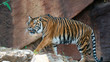 Sumatran tiger walking full body shot with rock wall backdrop