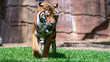 Sumatran tiger walking towards camera low shot