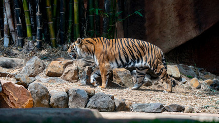 Wall Mural - Sumatran tiger full body shot walks right to left of frame