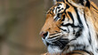 Sumatran tiger head shot close up profile