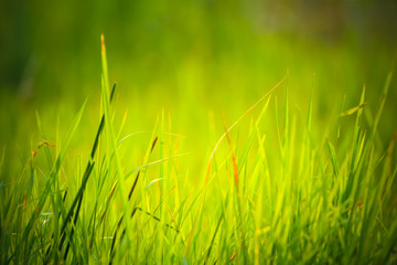 Wall Mural - Grass on the field with sunlight.