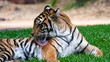 Sumatran tiger laying on grass and licking itself clean