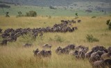 Fototapeta Sawanna - Herd of Wildebeest During Great Wildebeest Migration, Masai Mara, Kenya