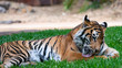 Sumatran tiger laying on grass licking itself full body shot