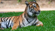 Sumatran tiger laying on grass looking off frame mid body shot