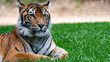 Sumatran tiger laying on grass mid shot
