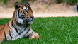 Sumatran tiger left of frame laying on grass