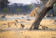 Playing Lions