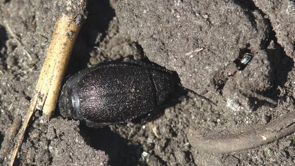 Black beetle hides in ground from summer sun. View macro in wildlife