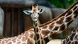 Baby giraffe looking directly at camera with parent in background