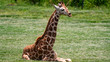 Baby giraffe sitiing on grass full body shot