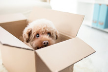 Dog In A Box Isolated On A White Background