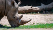 Rhinoceros eating grass head shot profile