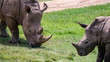 Rhinoceros eating grass with bay rhinoceros foreground