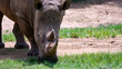 Rhinoceros with head wound eating grass close up