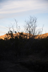 Wall Mural - A desert plant against the sunset in El Paso. 