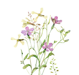 Wall Mural - Watercolor wild flowers on a white background