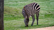 Grazing solo zebra with tree foreground
