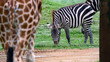 Grazing zebra framed by giraffe legs and tree