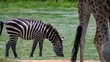 Grazing zebra with giraffe legs in foreground
