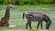 Grazing zebra with seated giraffe in background
