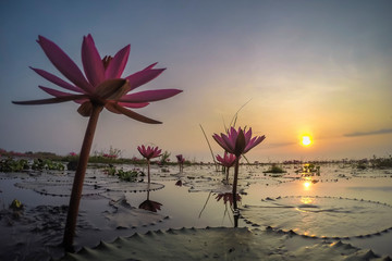 Wall Mural - The sea of red lotus, Lake Nong Harn, Udon Thani, Thailand