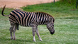 Zebra full body shot swishing tail