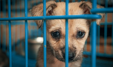 Sad Puppy In Shelter Behind Fence Waiting To Be Rescued And Adopted To New Home. Shelter For Animals Concept