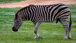 Zebra full body shot walking