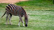 Zebra grazing full body shot solo