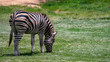 Zebra grazing on grass full body shot