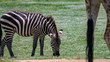Zebra grazing with giraffe legs in foreground