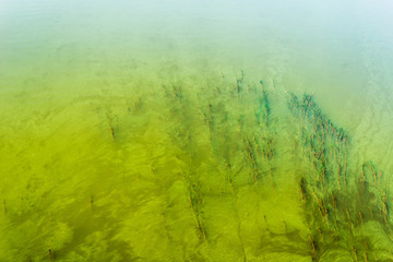 green algae on the surface of the water. flowering water as background or texture