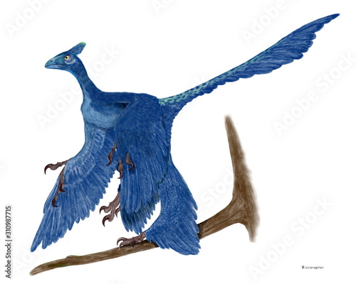 ミクロラプトル グイ 白亜紀前期の地層から発見された小型の羽毛を持つ恐竜 特徴は非常に有効な風切り羽を持ち 前と後ろのすべての足にその痕跡があったこと 四肢を開いてその羽を使い滑空し他のではないかとされる 従来地上走行離陸したとする説と樹上から滑空した