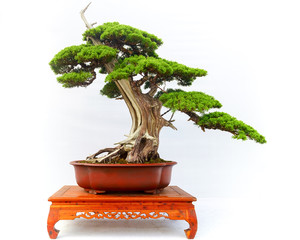 Chinese Pine Bonsai tree isolated on white background.