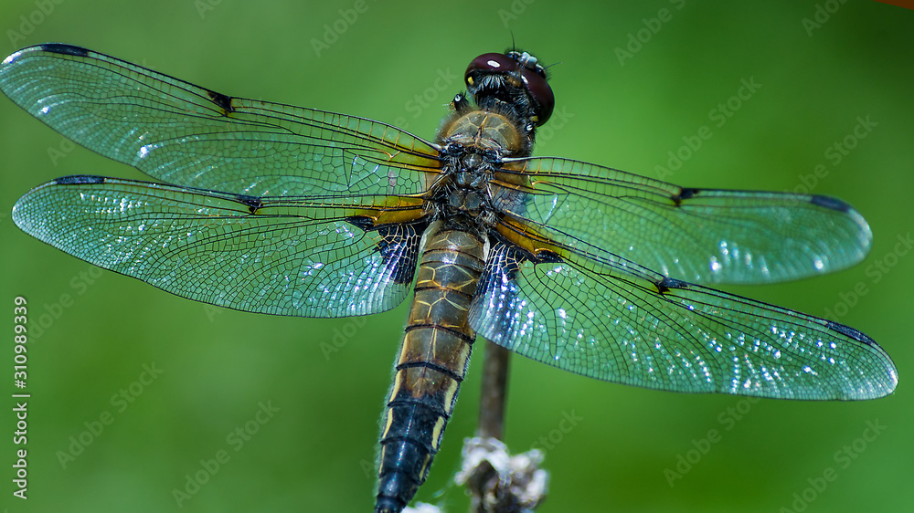 dragonfly on leaf - obrazy, fototapety, plakaty 