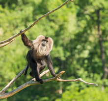 Lion Tailed Macaque Monkey Walking On Dead Branches