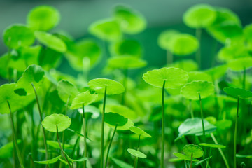 Water Pennywort green plant bright nature fresh background,Hydrocotyle.