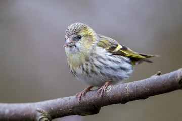 Wall Mural - Siskin Perched