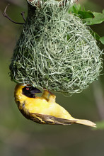 Lesser Masked Weaver (Geel Vink) Haning On A Newly Built Nest