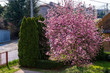 Pink magnolia tree in the garden at spring