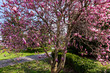Pink magnolia tree in spring