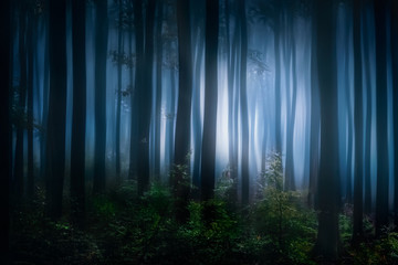 Plakat natura krajobraz noc drzewa sosna