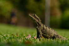 Eastern Water Dragon Lizard Closeup On Grass (Intellagama Lesueurii)
