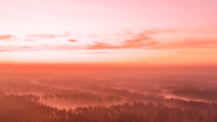 Wall Mural - Pink dawn pine over forest drone view