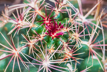 Thorn Cactus Texture Background.