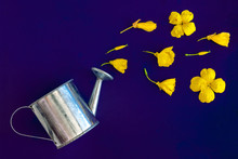 On A Purple Background A Flat Composition, A Garden Watering Can Pour Yellow Petals And Flowers, Buds With Copy Space