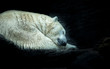 Polar white bear sleeping on snow rock. Sleeping polar bear in white winter zoo.